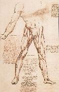 Leonardo Da Vinci Muscle structure of the thigh oil painting